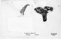 Lactifluus vellereus image